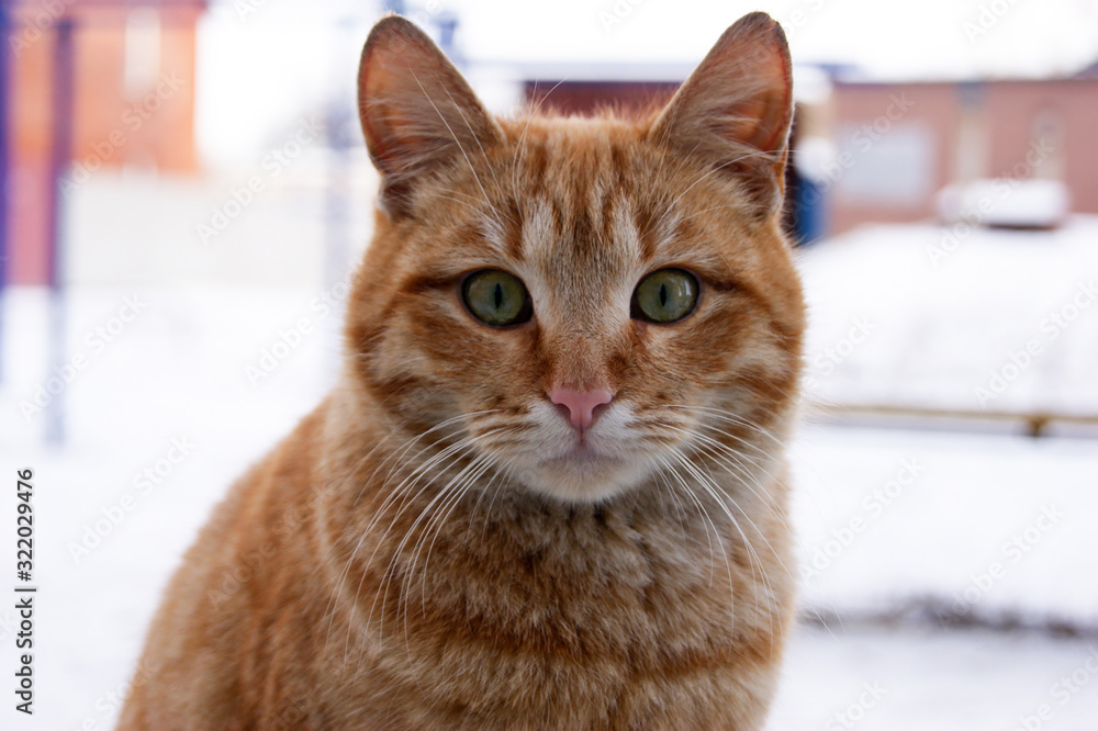 Portrait of a red cat with green eyes.