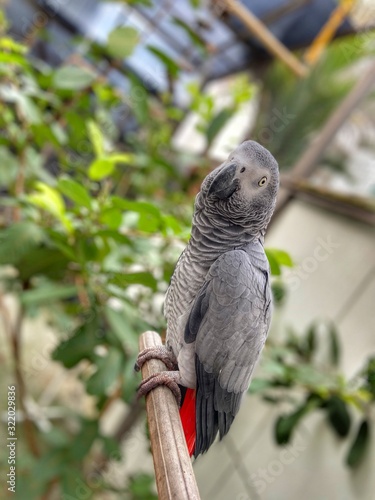 African Grey Parrots inside aviary 