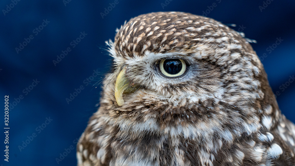 Obraz premium Close up of brown and white owl