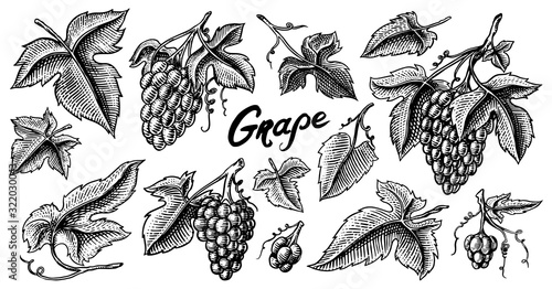 Bunch of grapes set. Berry leaves. Table fruit in vintage style. Hand drawn engraved outline sketch for banner, poster or label. Ingredient for wine and juice.
