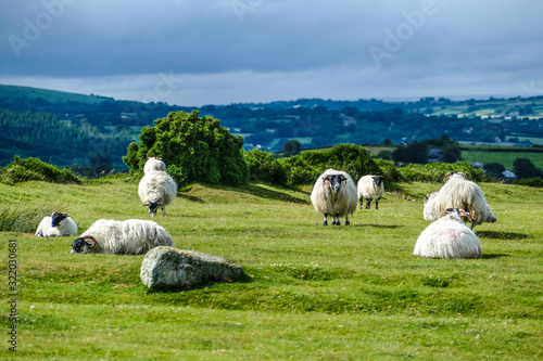 Dartmoor Forest National Park photo