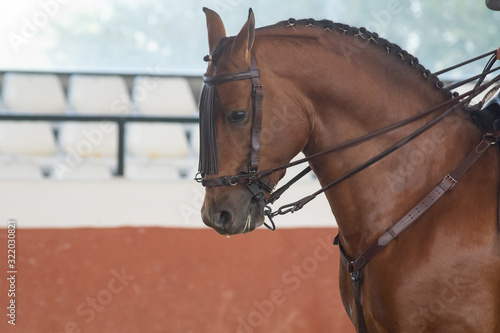 Retrato de la cabeza de un joven caballo hispano árabe castaño en Doma Vaquera