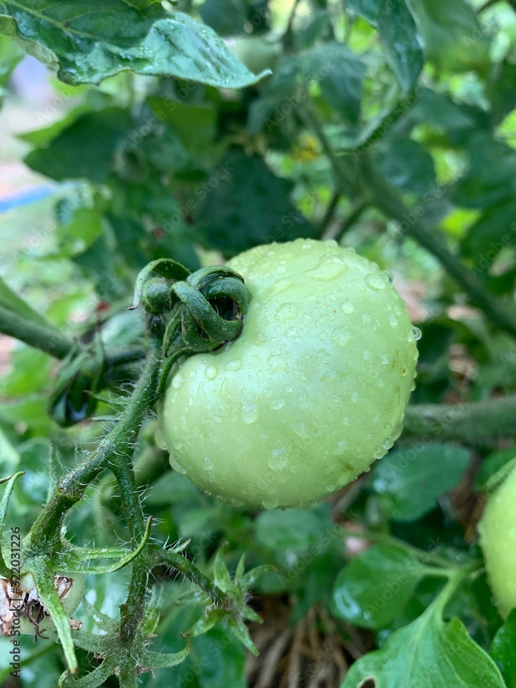 Green unripe tomatoes on the bush, tomatoes growing on the branches Green unripe tomatoes on the bush, tomatoes growing on the branches
