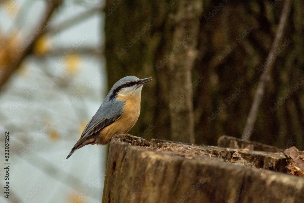 Eurasian nuthatch bird wildlife passerine Eurasian nuthatch bird wildlife passerine