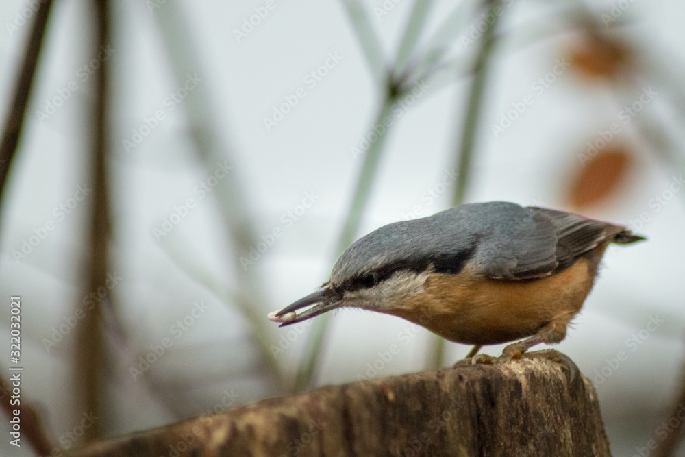Eurasian nuthatch bird wildlife passerine Eurasian nuthatch bird wildlife passerine