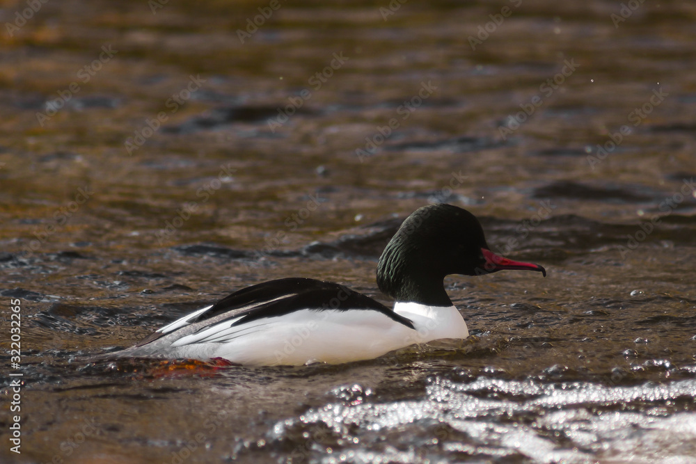 Smergo maggiore (Mergus merganser),maschio nell'acqua di un fiume Smergo maggiore (Mergus merganser),maschio nell'acqua di un fiume