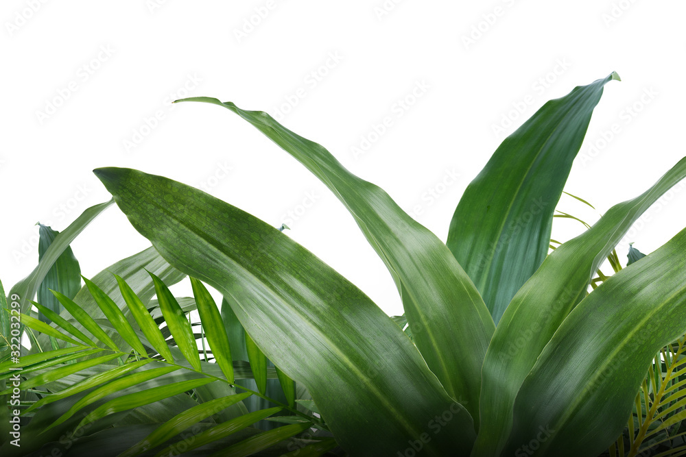 Obraz premium Tropical green leaves