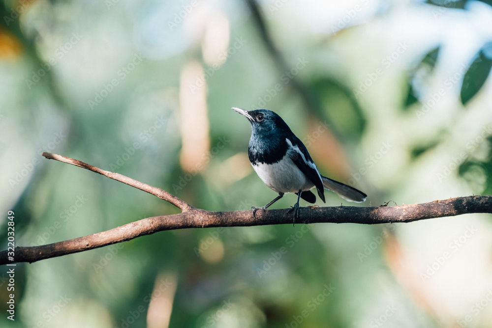 Bird (Oriental magpie-robin) in a nature wild Bird (Oriental magpie-robin) in a nature wild