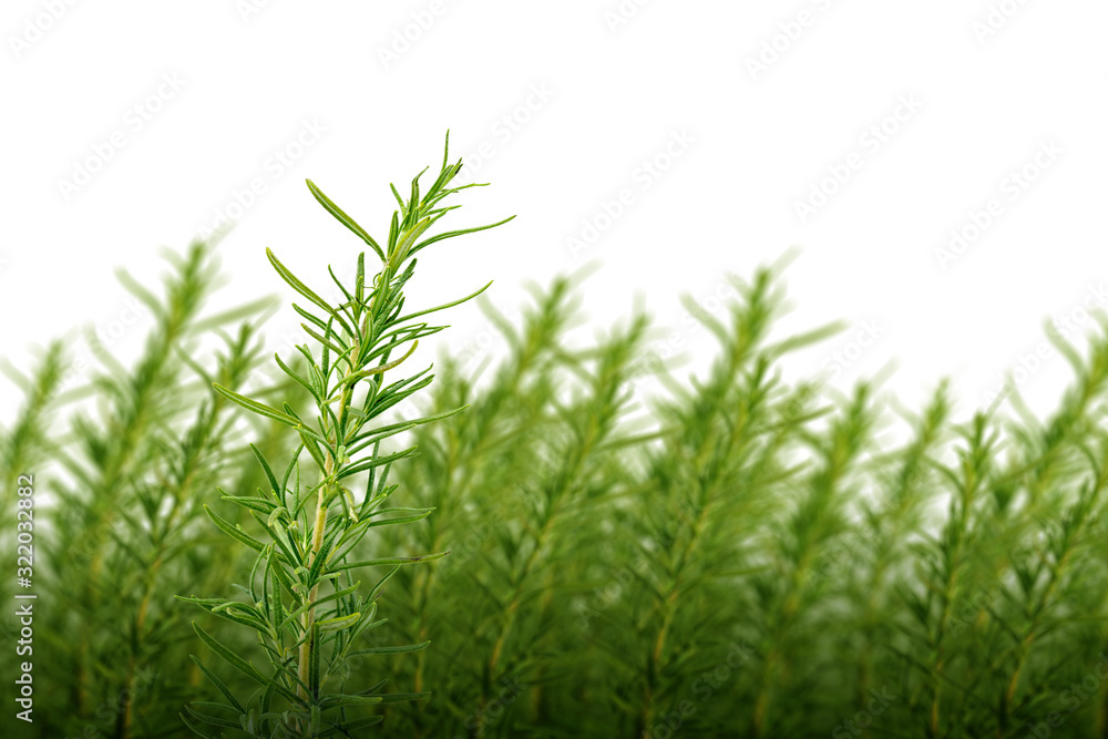 Tropical green leaves Tropical green leaves