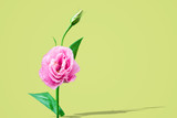Pink Eustoma flower in vibrant color