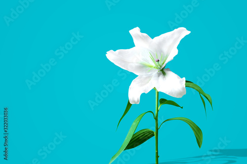 White lily flower in vibrant color