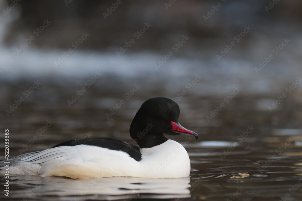 Fototapeta premium Smergo maggiore (Mergus merganser) maschio,primo piano nel lago