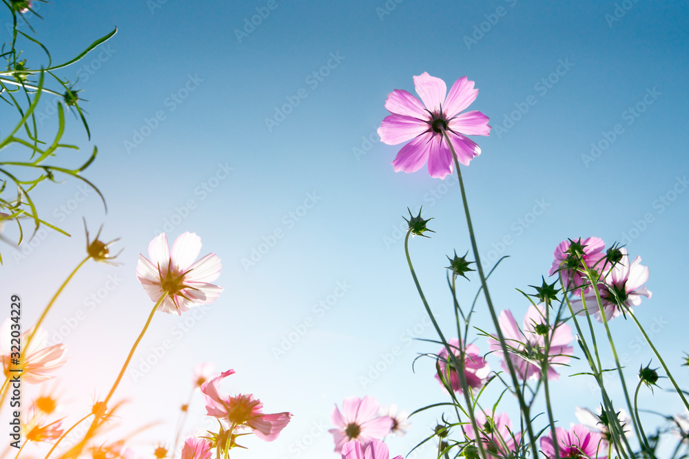 colorful cosmos flowers  on blue sky background