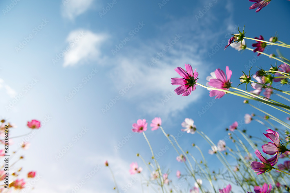 colorful cosmos flowers on blue sky background colorful cosmos flowers on blue sky background