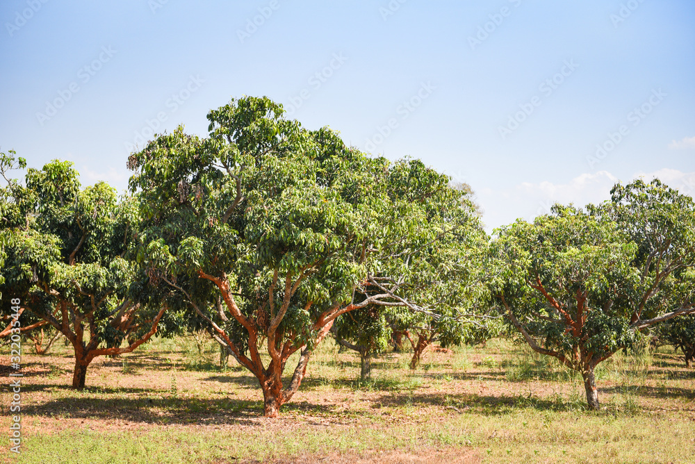 Longan tree in the agriculture asian - longan tropical fruit in the garden summer