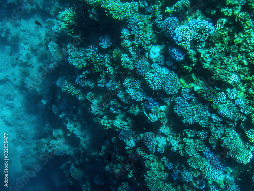 Coral reefs at the bottom of the Red Sea under water in Sharm El Sheikh  Egypt . Colorful green-blue-turquoise aqua background  abstract pattern of the underwater world