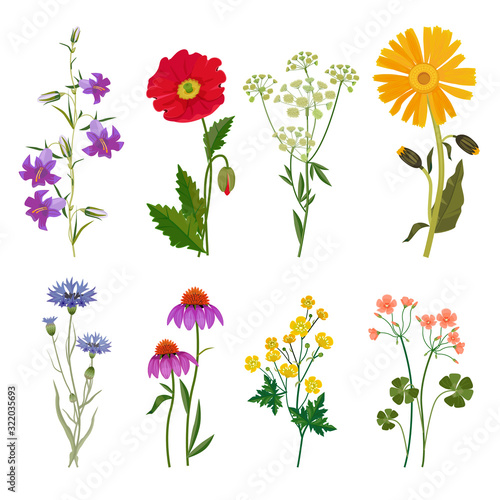 Wild flowers. Plants botanical collection vector floral set meadow anise. Illustration floral meadow, summer flower drawing