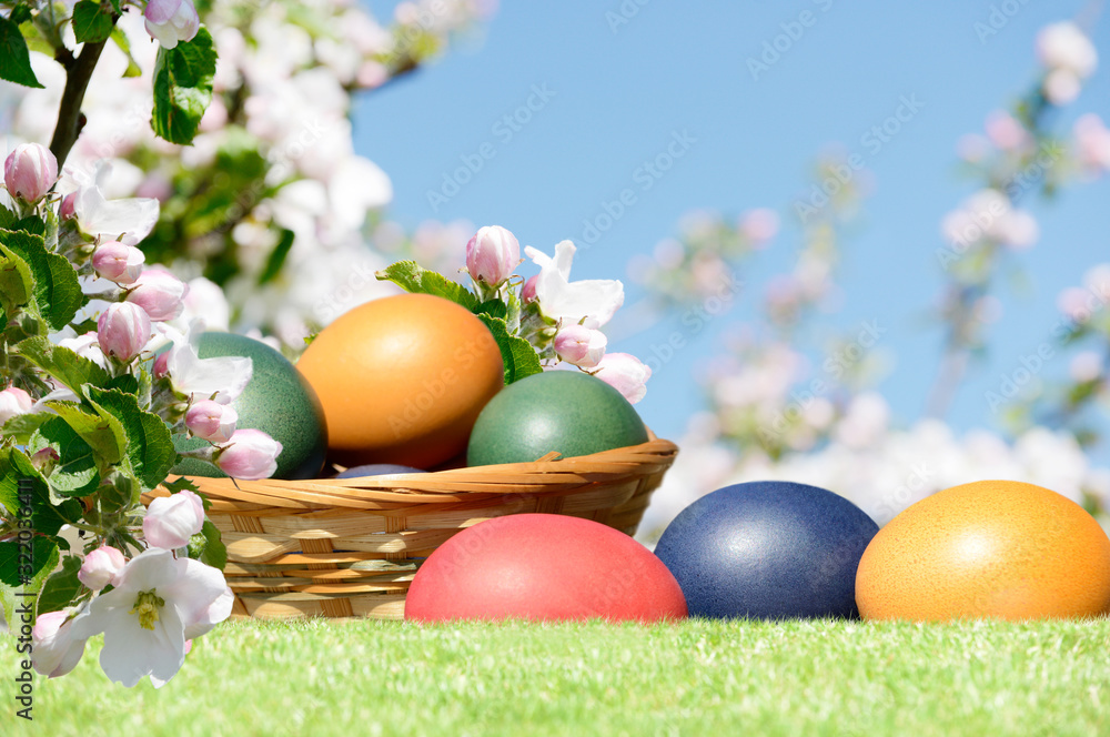 Easter eggs in the basket between blooming apple trees in spring Easter eggs in the basket between blooming apple trees in spring