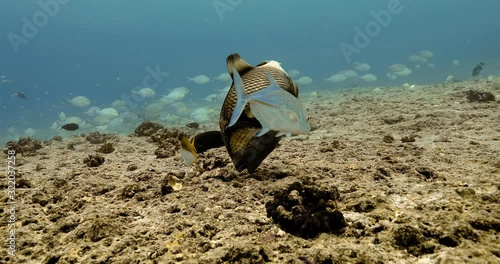 Tropical fish in the Pacific Ocean. Underwater life with titan triggerfish, bluffin jack and raccon butterflyfish near coral reefs. Diving in the clear water. photo