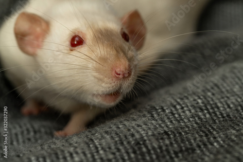 Adorable white pet rat