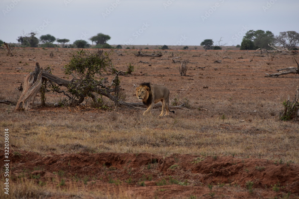 Africa's Lion