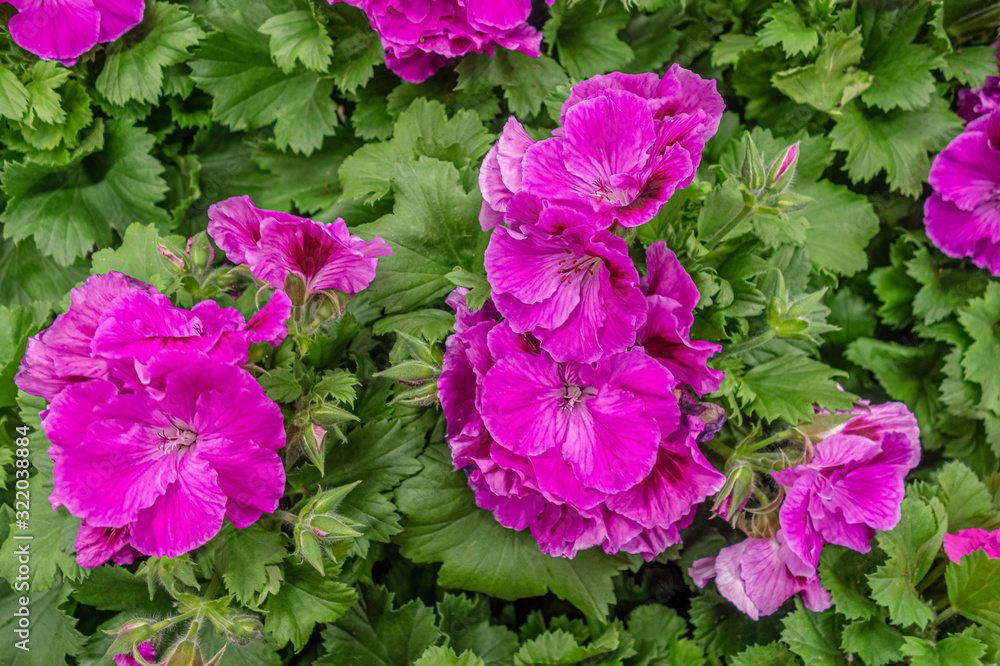 purple pelargonium in a winter garden close up purple pelargonium in a winter garden close up