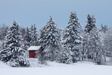Small red cottage hiding between tall spruce trees in snow
