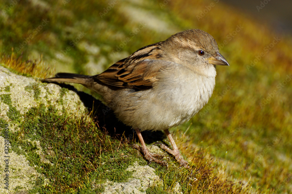 sparrow sparrow
