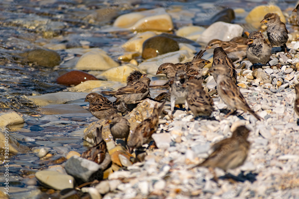 Obraz premium A flock of passerine birds swimming in salt water, on the black sea, on small and large stony pebbles. Frolicking feathered individuals on the coast.