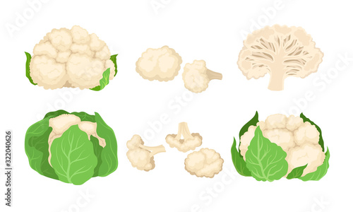 Cauliflower Cabbage with Separated Florets Isolated on White Background Vector Set photo