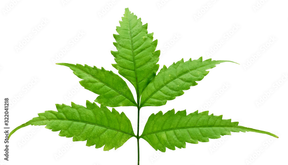 tropica red leaf isolated on white background tropica red leaf isolated on white background
