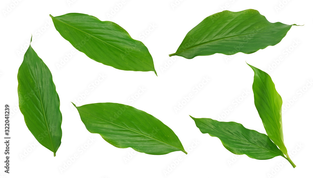 Turmeric leaf isolated on white background