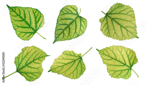 mulberry leaf isolated on white background