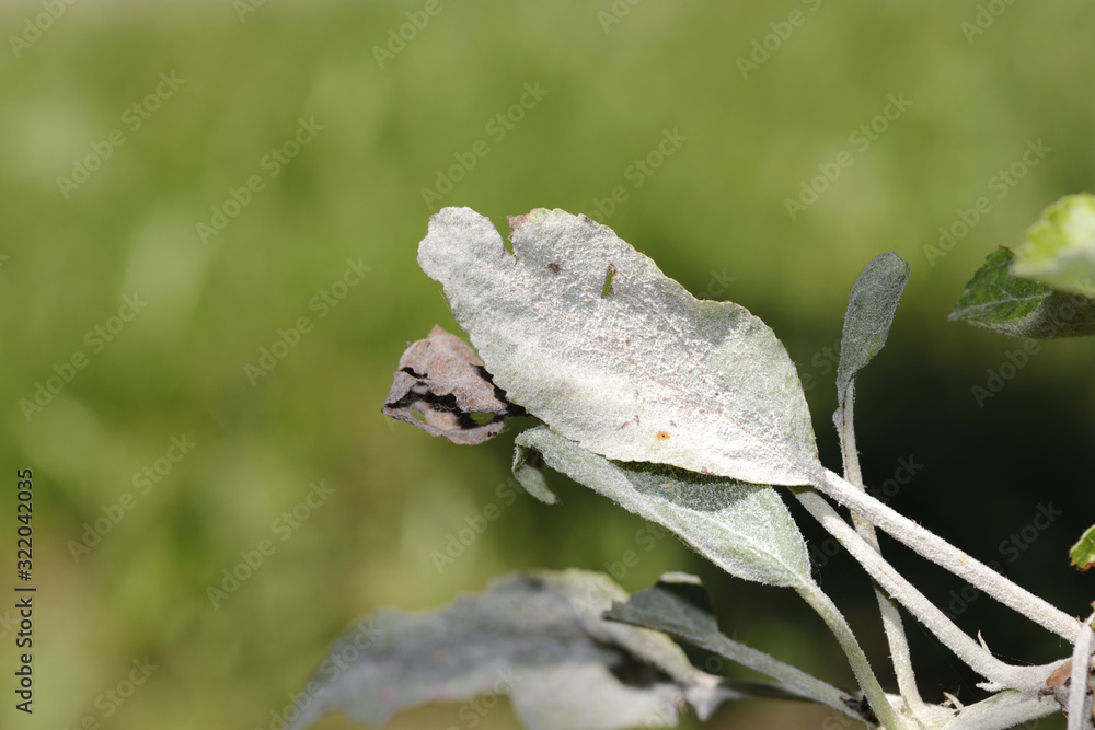 Powdery mildew of apples, apple tree, caused by the fungus Podosphaera