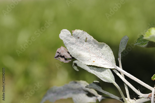 Fotografi Powdery mildew of apples, apple tree, caused by the fungus Podosphaera leucotricha