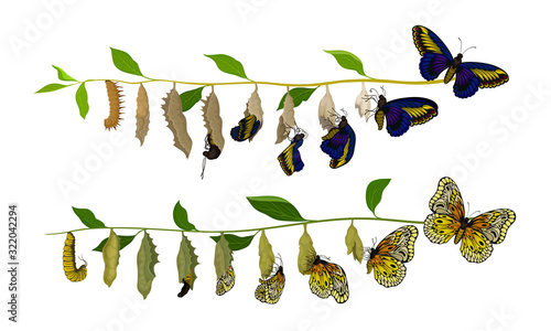 Foto Butterfly Metamorphosis from Caterpillar to Full-bodied Specie Vector Illustrati