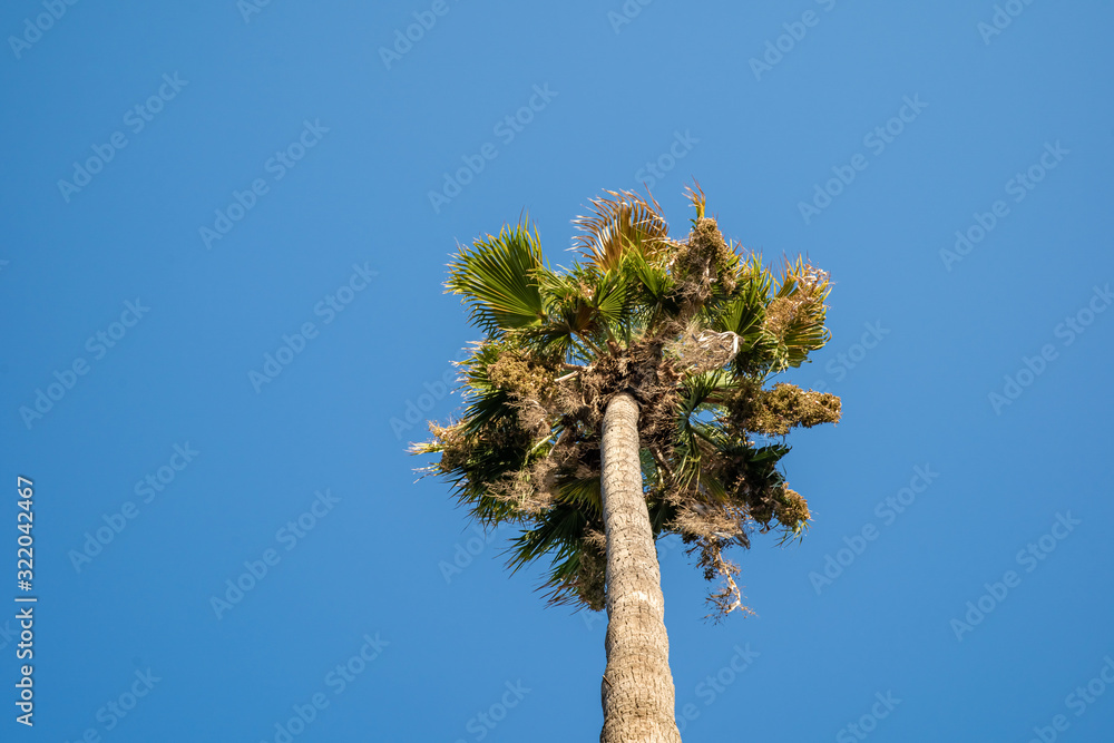 silhouette of palm tree on blue sky