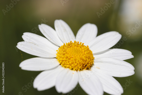   hamomile  Matricaria recutita  flower macro shot  close up. 