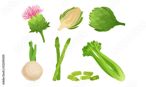 Green Vegetables with Celery and Asparagus Sticks Vector Set