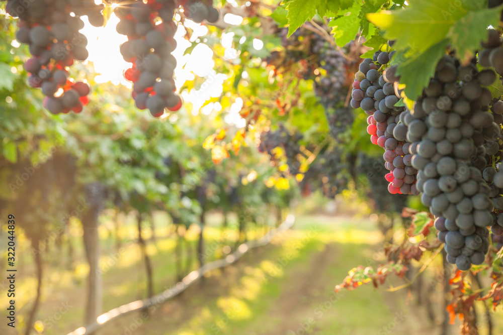 Fototapeta premium grape harvest Italy
