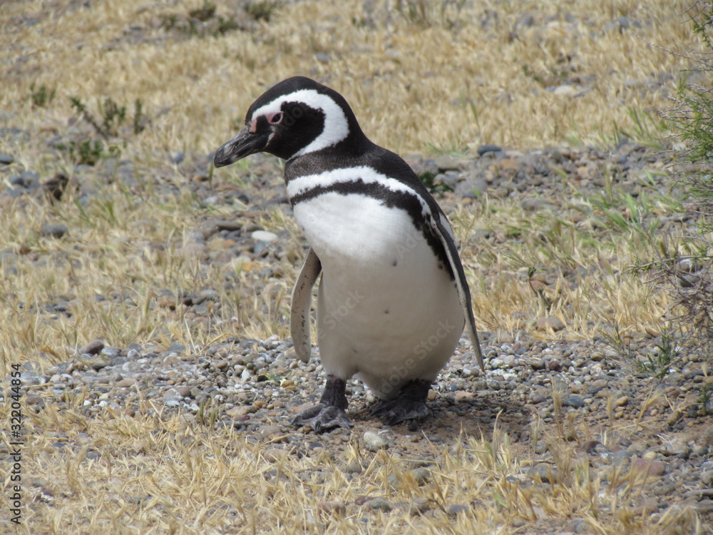 Obraz premium Tour in Coleta Valdes, sighting of magellanic penguins