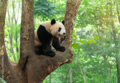Giant panda over the tree. © xiaoliangge