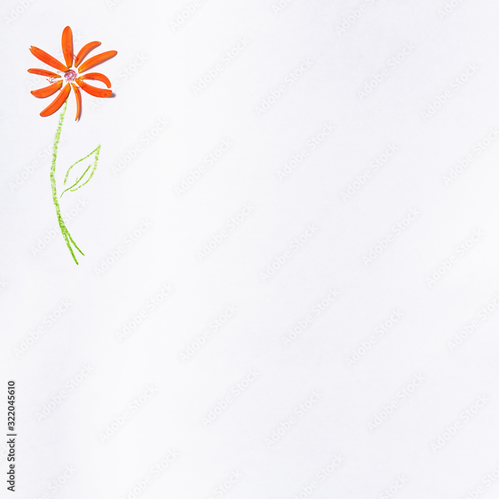 Obraz premium A piece of paper with a painted flower with real gerbera petals. There is a lot of space for text on a white background.