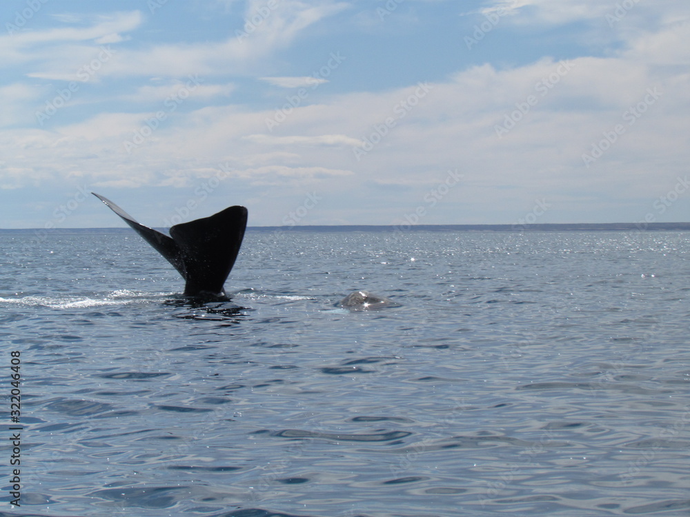 Fototapeta premium Boat trip in Golfo Nuevo, watching whales