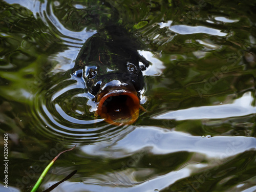 close up head of a fish carp photo