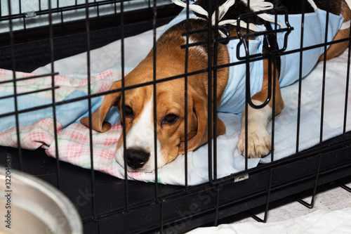 Veterinary protective bandage for dogs after surgery. Sick dog Beagle in a cage