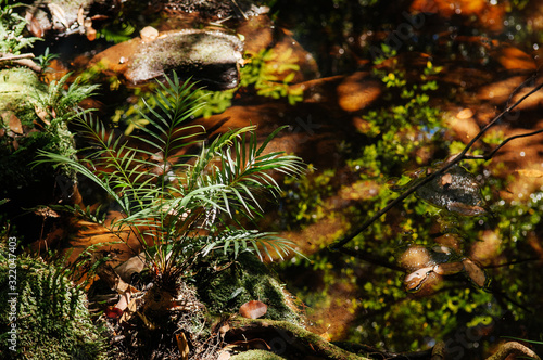 Very green lush tropical forest fern and palm growing on stones with small water stream