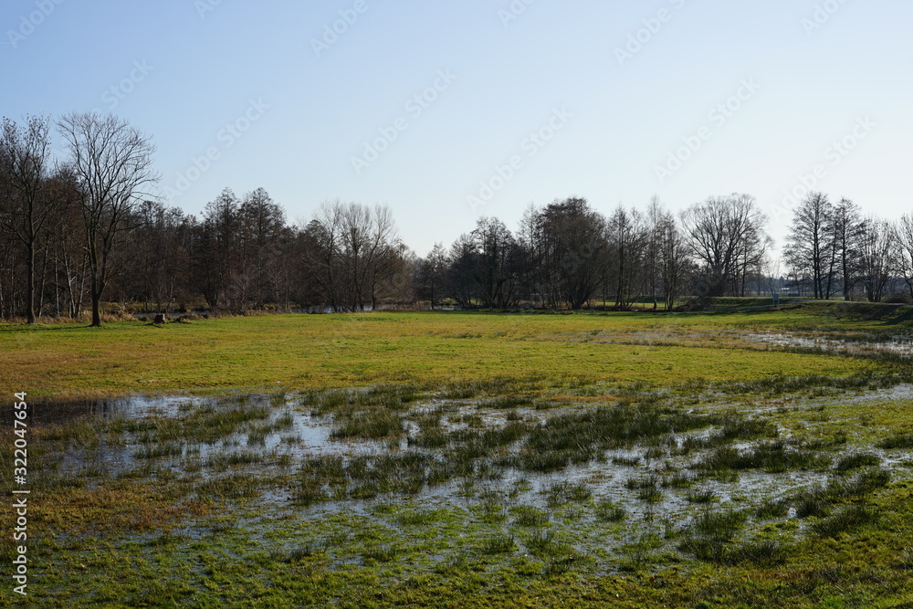 Feuchtwiese an der Spree bei Lübben (Spreewald)
