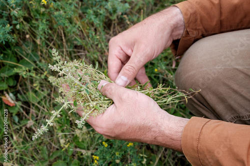 gathering thyme in the summer with your hands among other herbs © metelevan