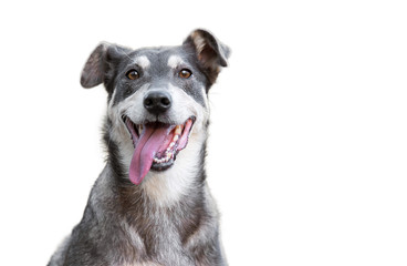 Funny dog isolated on  white